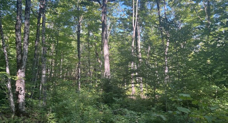 Chartierville (Estrie)Terre à bois de 69sc Z Blanc