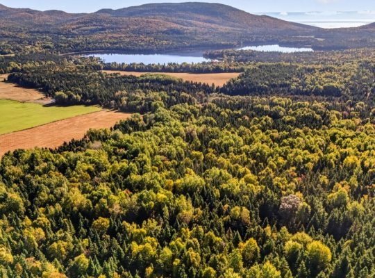 St-Tite-des-Caps (Cap.-Natl) : Terre à bois 109 ac