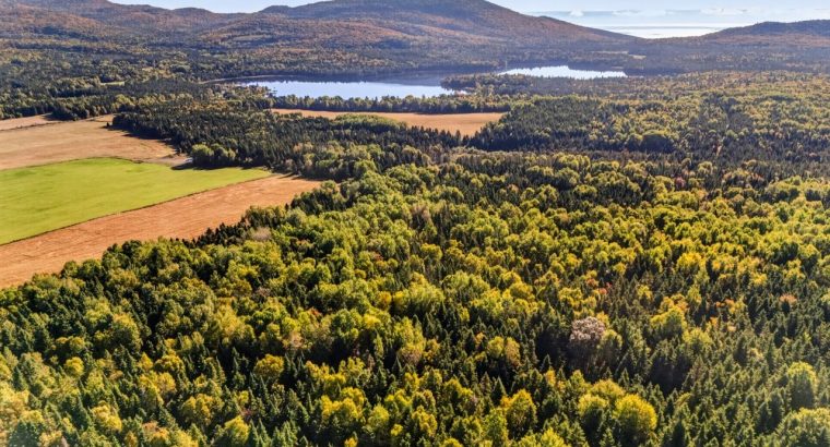 St-Tite-des-Caps (Cap.-Natl) : Terre à bois 109 ac