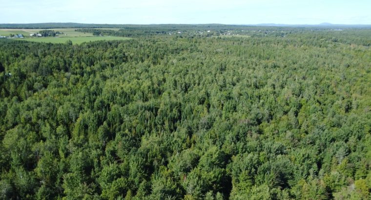 Weedon (Estrie) : Terrain boisé développement