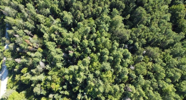 Weedon (Estrie) : Terrain boisé développement