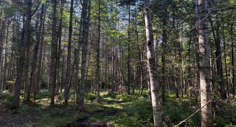 Weedon (Estrie) : Terrain boisé développement