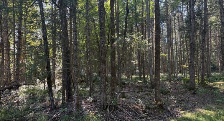 Weedon (Estrie) : Terrain boisé développement