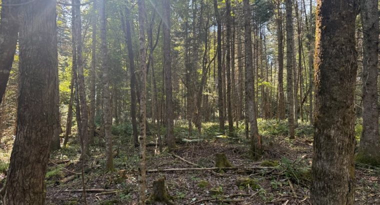 Weedon (Estrie) : Terrain boisé développement