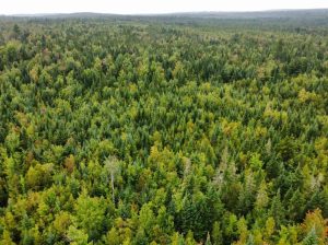 Sainte-Praxède (Chaud.-App) : Terre à bois 112 acr