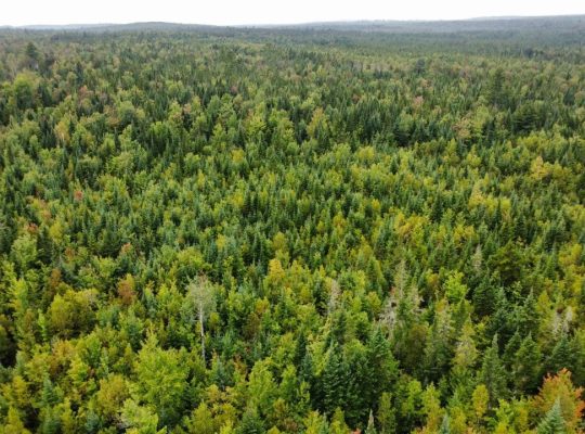Sainte-Praxède (Chaud.-App) : Terre à bois 112 acr
