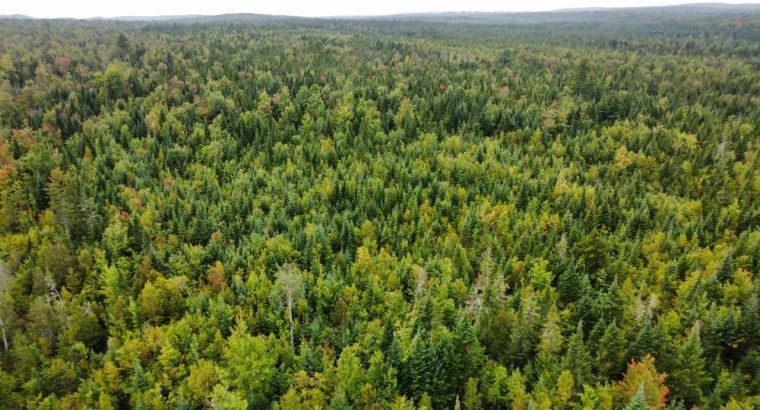 Sainte-Praxède (Chaud.-App) : Terre à bois 112 acr