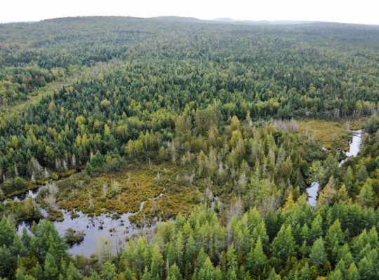 Sainte-Praxède (Chaud.-App) : Terre à bois 112 acr