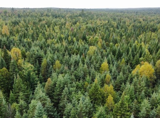 Sainte-Praxède (Chaud.-App) : Terre à bois 112 acr