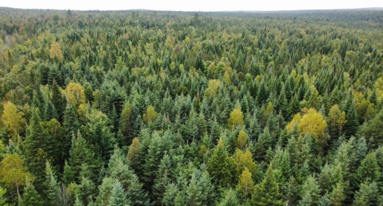Sainte-Praxède (Chaud.-App) : Terre à bois 112 acr