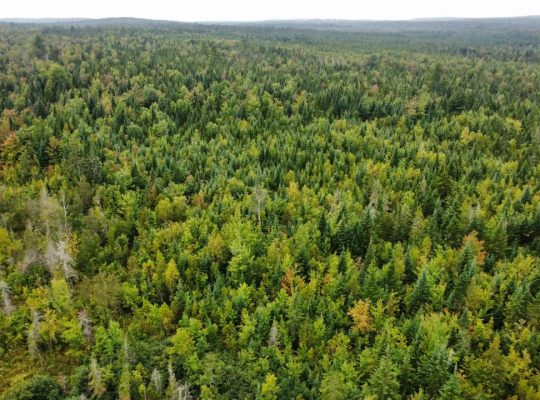 Sainte-Praxède (Chaud.-App) : Terre à bois 112 acr