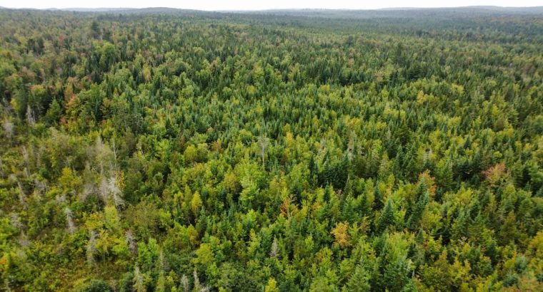 Sainte-Praxède (Chaud.-App) : Terre à bois 112 acr