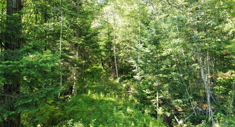 Wotton (Estrie) : Terre à bois et chasse 77,02 acr