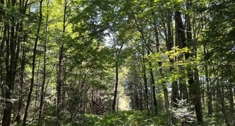 Wotton (Estrie) : Terre à bois et chasse 77,02 acr