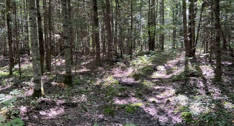 Wotton (Estrie) : Terre à bois et chasse 77,02 acr