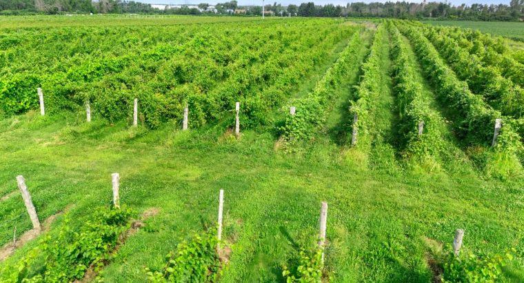 Coteau-du-Lac (Montérégie) : Vignoble 28ac maison
