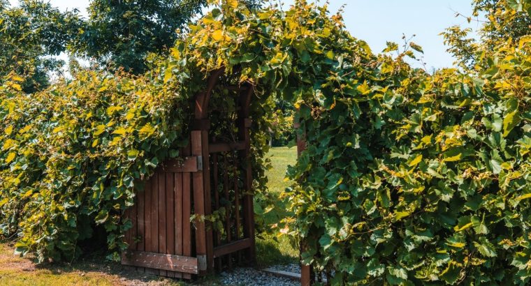 Coteau-du-Lac (Montérégie) : Vignoble Maison Serre