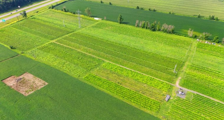Coteau-du-Lac (Montérégie) : Vignoble Maison Serre