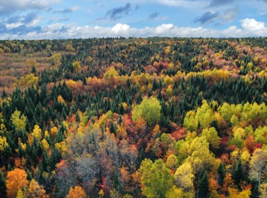 Routhierville (Bas-Saint-Laurent) :Terre 1,770 acr