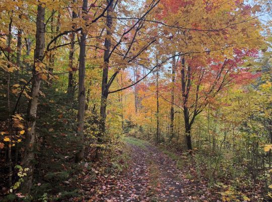 Newport (Estrie) : Fermette 103 acres terre à bois