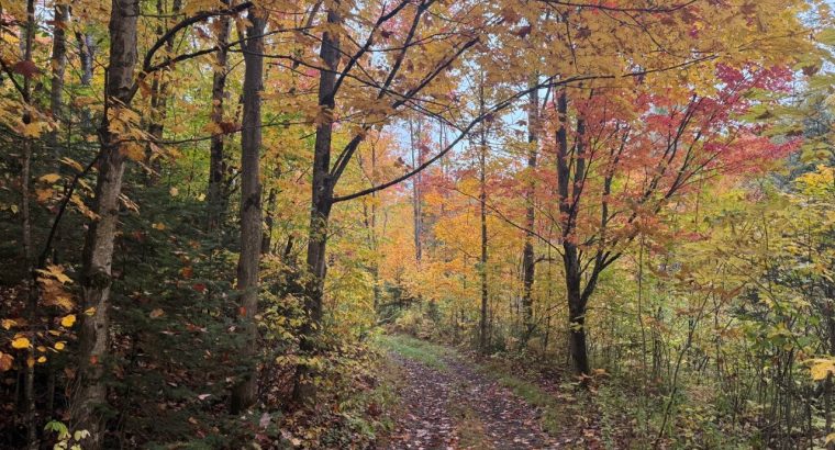 Newport (Estrie) : Fermette 103 acres terre à bois