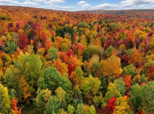 Newport (Estrie) : Fermette 103 acres terre à bois