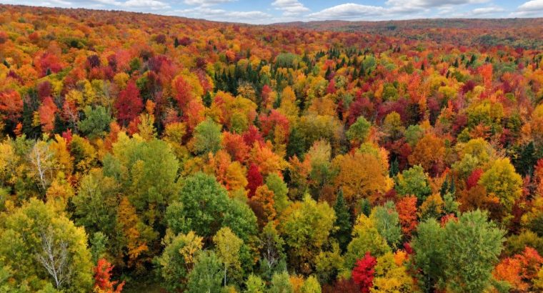 Newport (Estrie) : Fermette 103 acres terre à bois