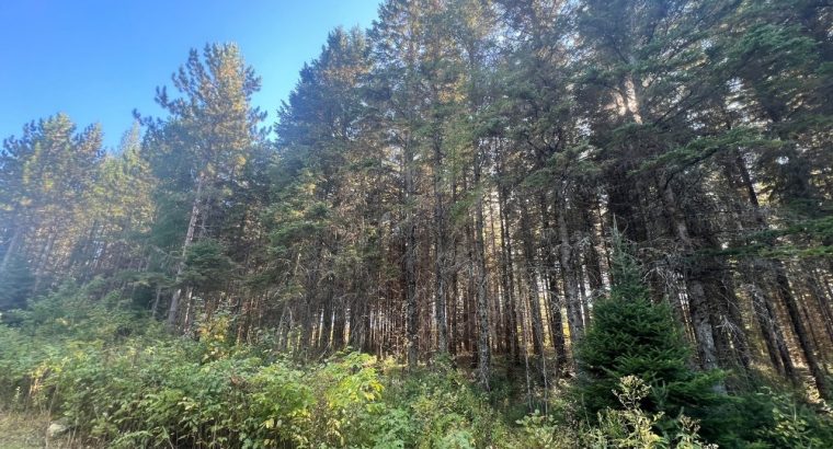 St-Cyprien (Chaud.-App.) : Terre à bois 102 acres