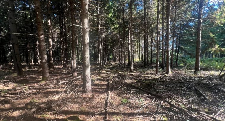 St-Cyprien (Chaud.-App.) : Terre à bois 102 acres