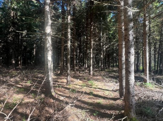 St-Cyprien (Chaud.-App.) : Terre à bois 102 acres