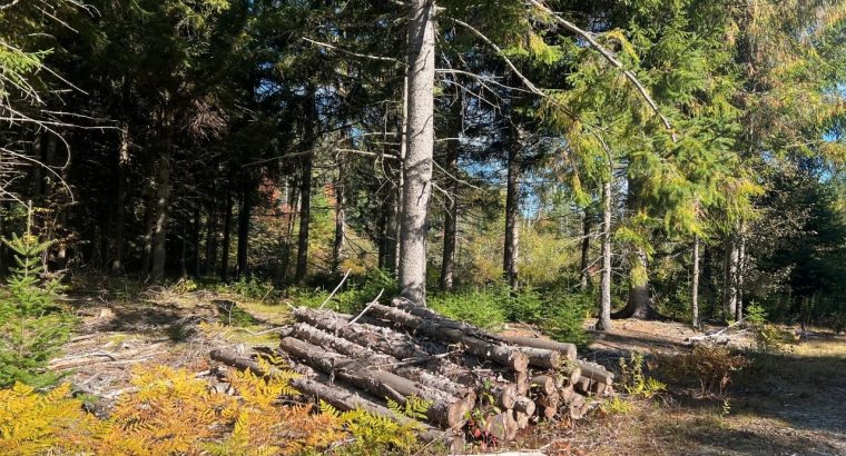 St-Cyprien (Chaud.-App.) : Terre à bois 102 acres