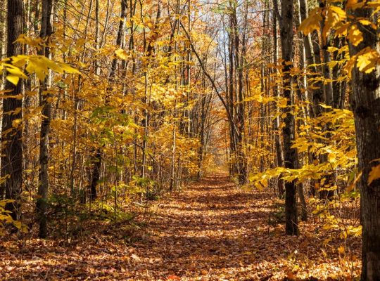 Notre-Dame-du-Mont-Carmel (Mauricie)Terre à bois