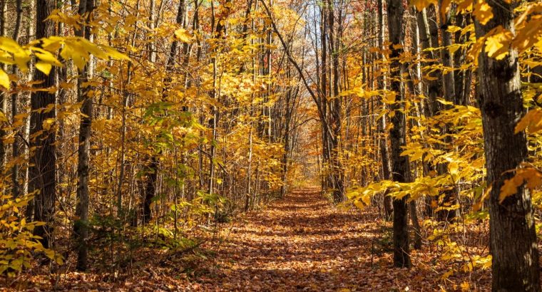 Notre-Dame-du-Mont-Carmel (Mauricie)Terre à bois