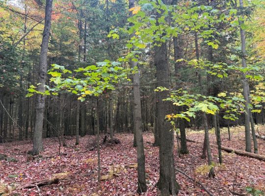 Roxton (Montérégie) : Terre agricole 39 acres