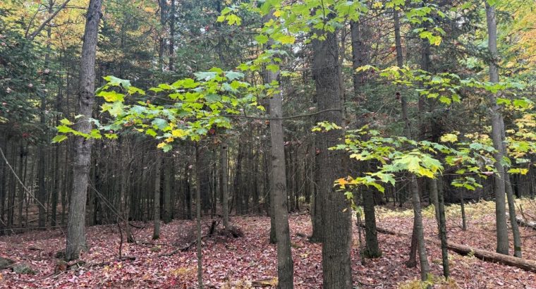 Roxton (Montérégie) : Terre agricole 39 acres