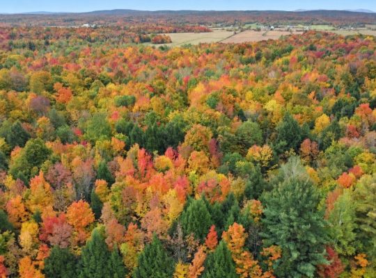 Roxton (Montérégie) : Terre agricole 39 acres