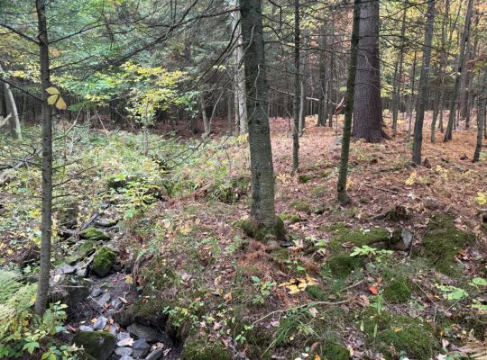 Roxton (Montérégie) : Terre agricole 39 acres