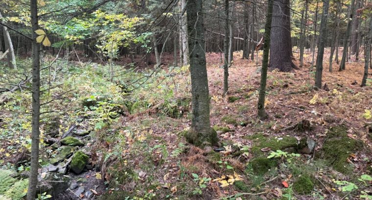 Roxton (Montérégie) : Terre agricole 39 acres