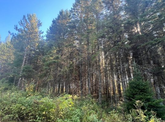 St-Cyprien (Chaud.-App.) : Terre à bois 102 acres