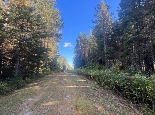 St-Cyprien (Chaud.-App.) : Terre à bois 102 acres