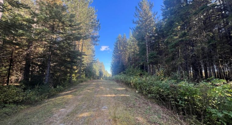 St-Cyprien (Chaud.-App.) : Terre à bois 102 acres