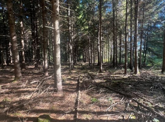 St-Cyprien (Chaud.-App.) : Terre à bois 102 acres