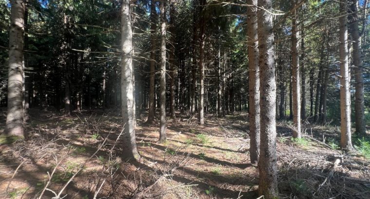 St-Cyprien (Chaud.-App.) : Terre à bois 102 acres