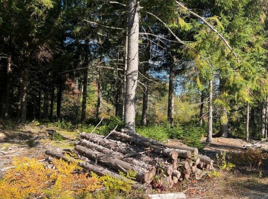 St-Cyprien (Chaud.-App.) : Terre à bois 102 acres